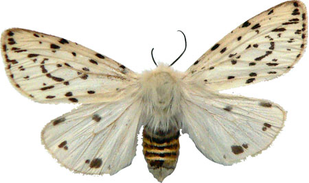 Spilosoma menthastri