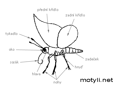 Vnější stavba imága