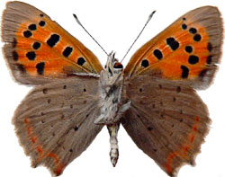 Lycaena phlaeas - rub