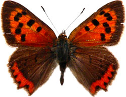 Lycaena phlaeas