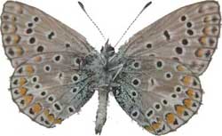 Polyommatus icarus - samec - rub