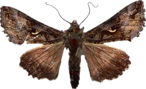 Mamestra brassicae