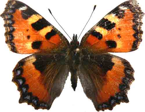 Aglais urticae