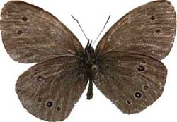 Aphantopus hyperantus - samec - rub