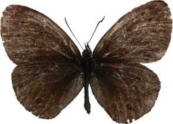 Aphantopus hyperantus - samec