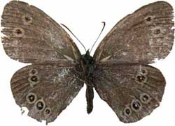 Aphantopus hyperantus - samice - rub