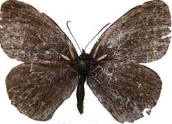 Aphantopus hyperantus - samice