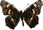 Araschnia levana  f.prorsa