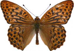 Argynnis paphia - samec