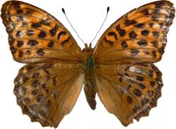 Argynnis paphia - samice