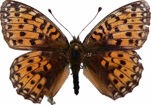 Argynnis aglaja