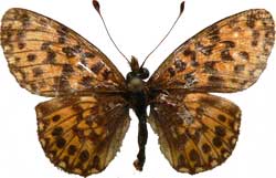 Boloria dia