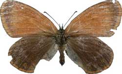 Coenonympha arcania