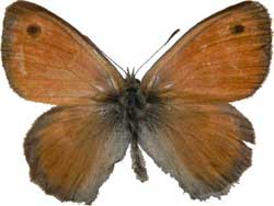 Coenonympha pamphilus