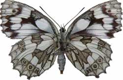 Melanargia galathea - rub