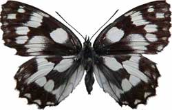 Melanargia galathea