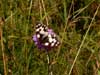 Imágo, Šumava, 19.7.2008