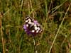 Imágo, Šumava, 19.7.2008