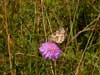 Imágo, Šumava, 19.7.2008