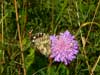 Imágo, Šumava, 19.7.2008