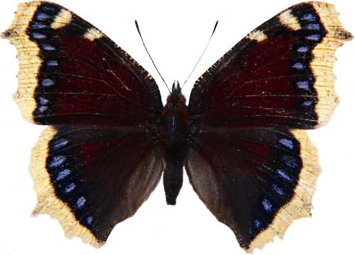 Nymphalis antiopa