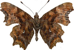 Polygonia c-album - rub