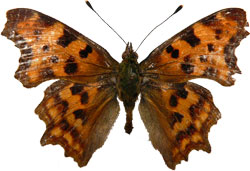 Polygonia c-album