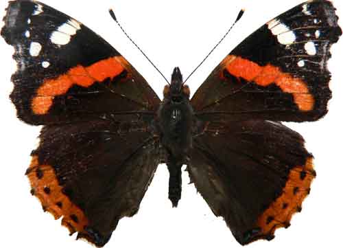 Vanessa atalanta