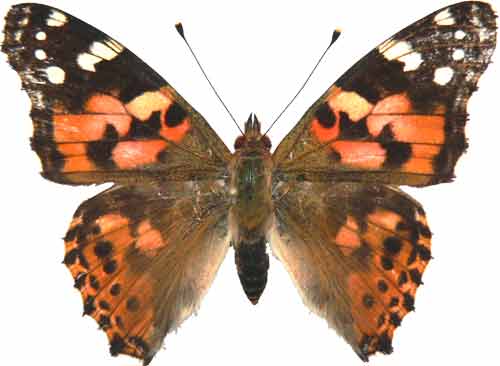 Vanessa cardui