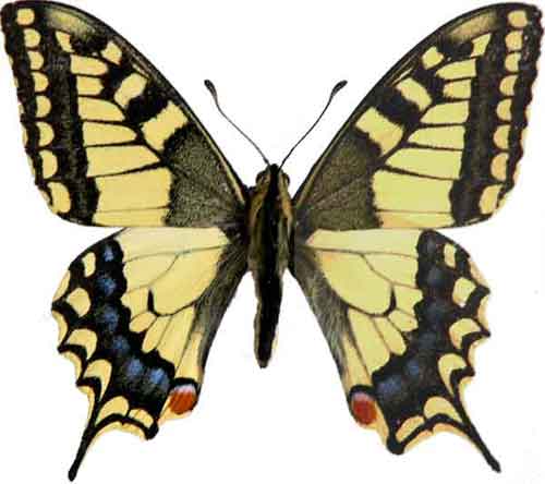 Papilio machaon