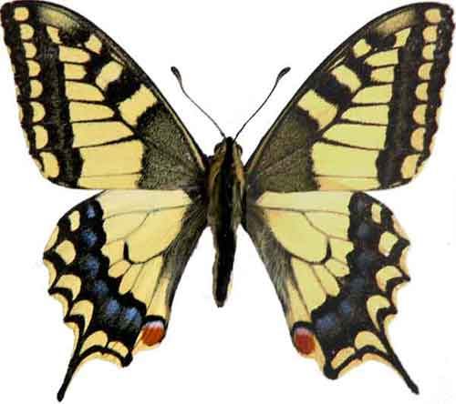 Papilio machaon