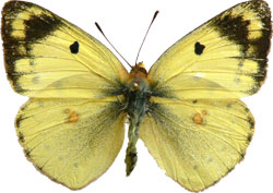 Colias hyale / alfacariensis - samec