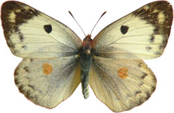 Colias hyale / alfacariensis - samice
