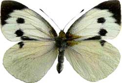 Pieris brassicae - samice