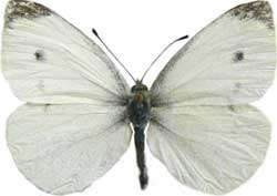 Pieris rapae - samec