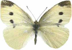 Pieris rapae - samice