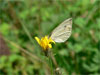 Imágo, Šumava, 17.8.2006