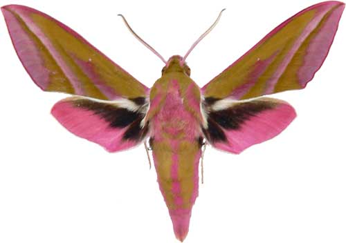 Deilephila elpenor - samec