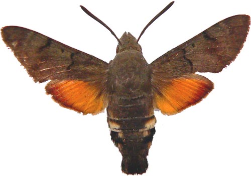 Hyloicus pinastri