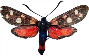 Zygaena ephialtes